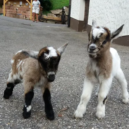 Apartamento Holderstanzenhof