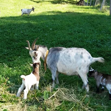 Holderstanzenhof Apartamento